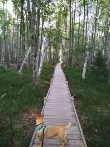 Acadia National Park Jesup Trail