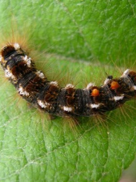 Beware the Brown Tail Moth Caterpillar